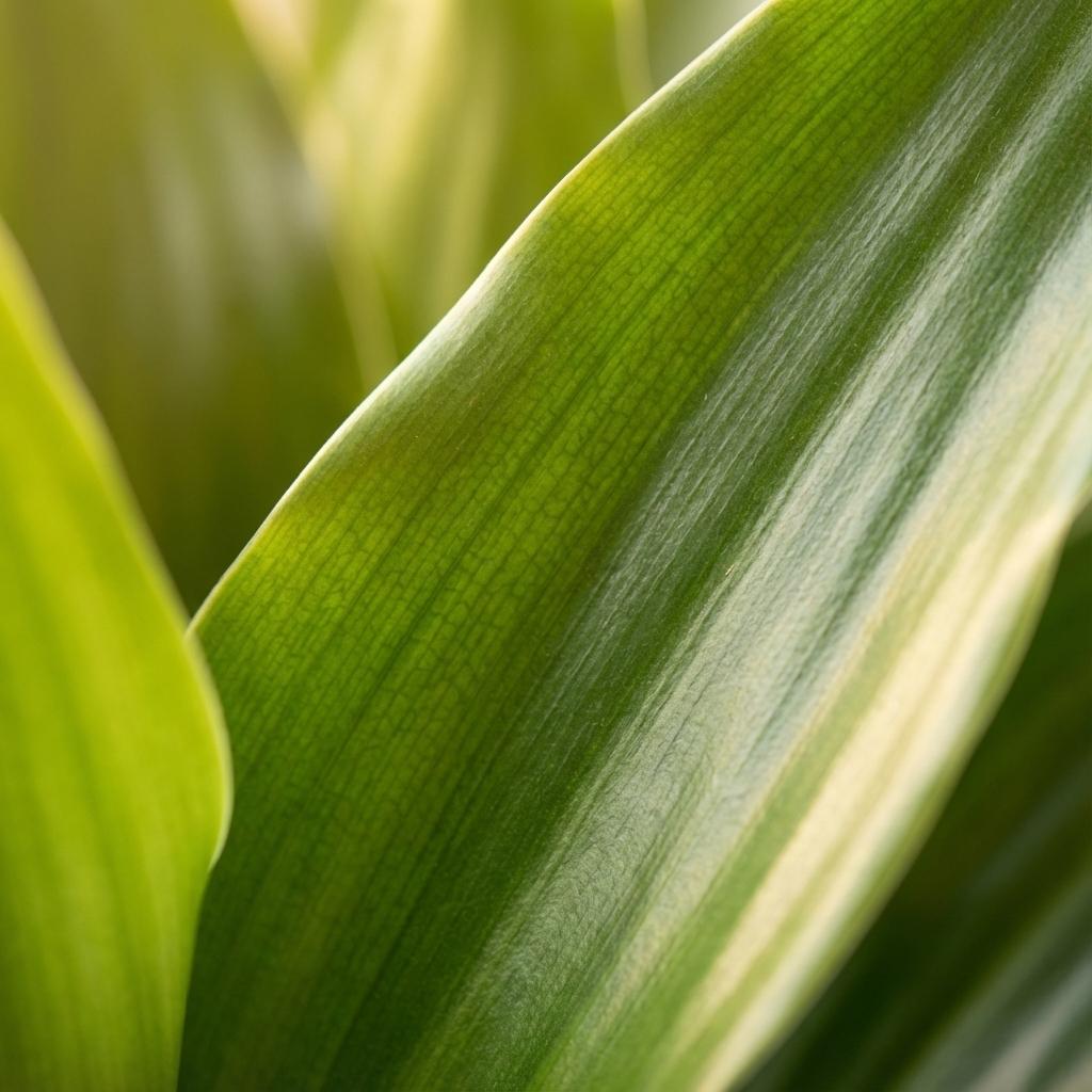 Drachenbaum Janet Craig Dracaena Zimmerpflanze 90-100cm Ø21cm Pflegeleichte Grünpflanze für Wohnzimmer Büro & Innenräume – Plant