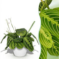 Maranta Fascinator Lemon Lime Pflanze Mit Weißem Topf Ø12cm Höhe ca.25cm Gebetspflanze Grün Haustierfreundlich Pflegeleicht Für Zimmer Büro Küche