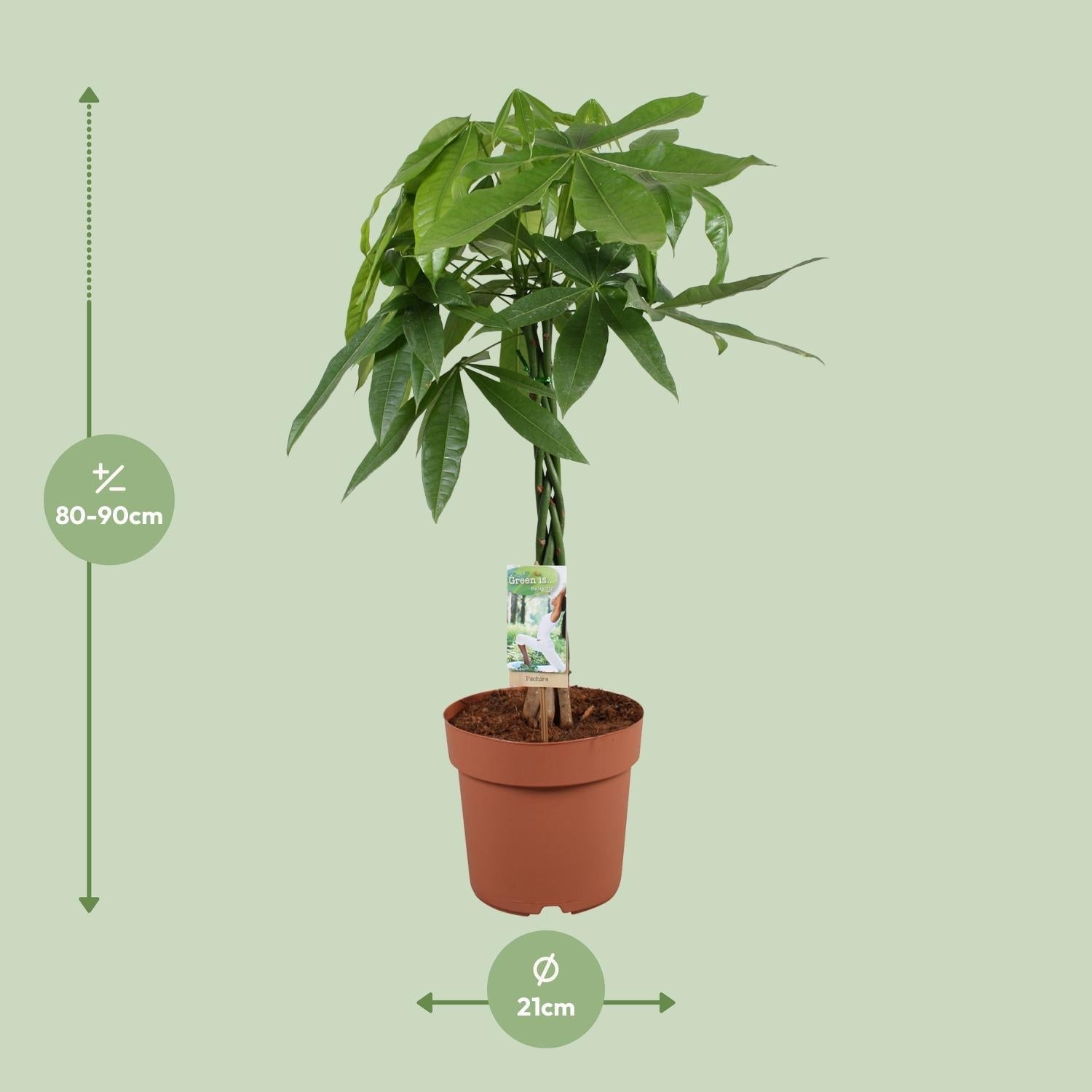 Glückskastanie Pachira Aquatica – Zimmerpflanze – Ø21cm ↕90cm – Symbolische Pflanze – Pflegeleicht – Grünpflanze – Plant