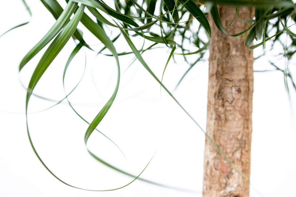 Beaucarnea XXL – ca.180-200cm Zimmerpflanze – Elefantenfuß mit markantem Stamm – Exklusive Großpflanze für Wohnzimmer Büro & Empfangsbereiche