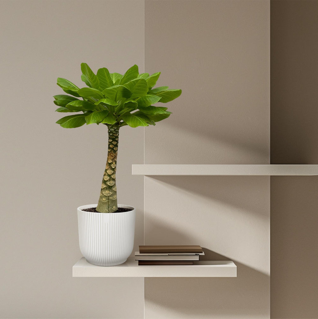Vulkanpalme Brighamia insignis – Zimmerpflanze 25cm hoch – Ø12cm – Tropische Rarität mit glänzenden Blättern – Pflegeleicht & dekorativ – Plant