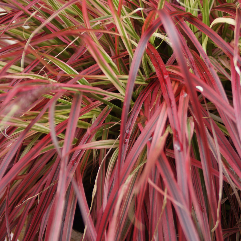 Ziergras Uncinia rubra Everflame – Mahagonigras Rot – Immergrün & winterhart – Höhe ca. 50cm – 17cm – Farbintensives Gras für Beet & Kübel – Plant