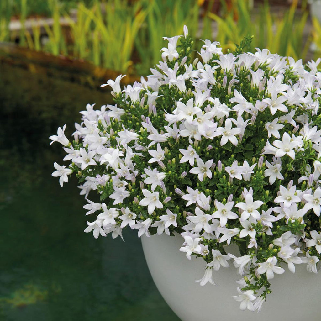Campanula Addenda Ambella weiß 3er Set – Glockenblume weiß im Baumwollkorb mit Bewässerungsreservoir – Topfgröße 12cm – Plant