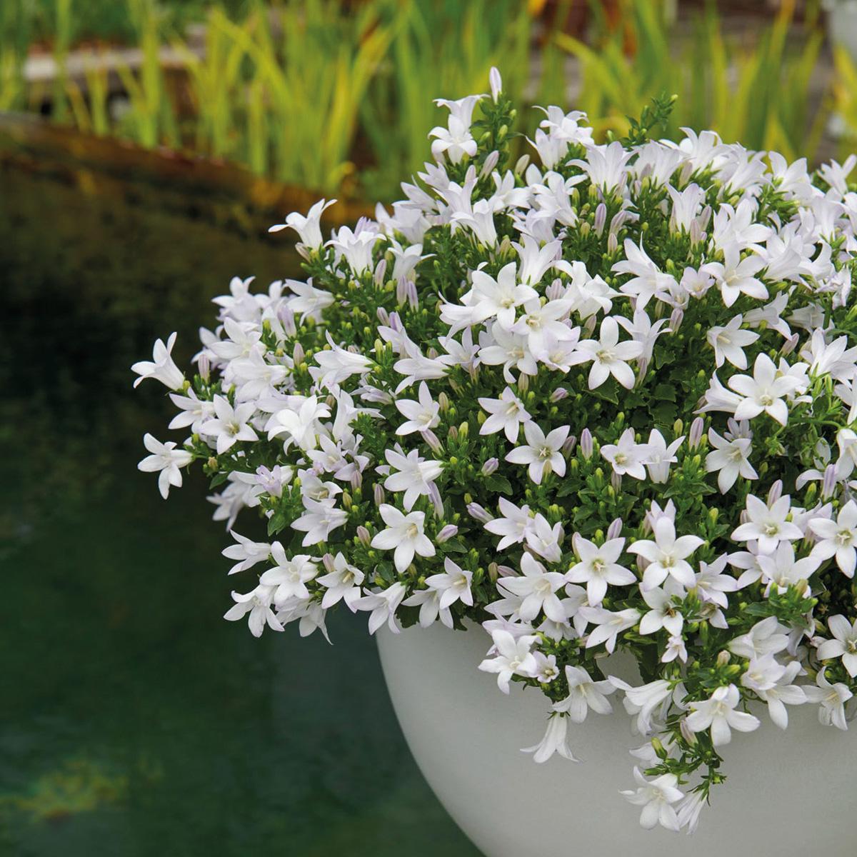 Campanula Addenda Ambella weiß 3er Set – Glockenblume weiß im Baumwollkorb mit Bewässerungsreservoir – Topfgröße 12cm – Plant