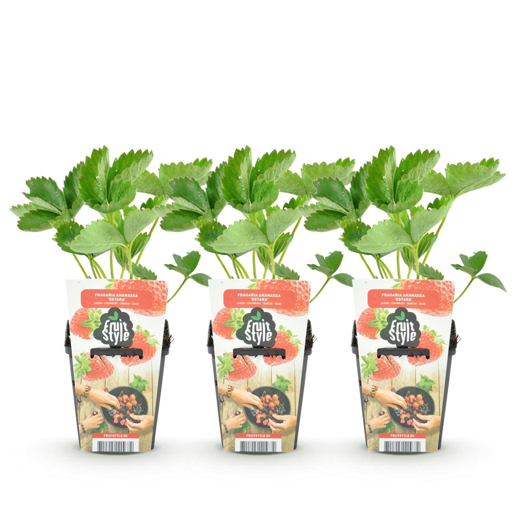 Erdbeere Fragaria Maxim winterhart Ø9cm Höhe30cm – Rote Erdbeere für Beet Balkon & Topf – Pflegeleichte Obstpflanze mit süßem Aroma