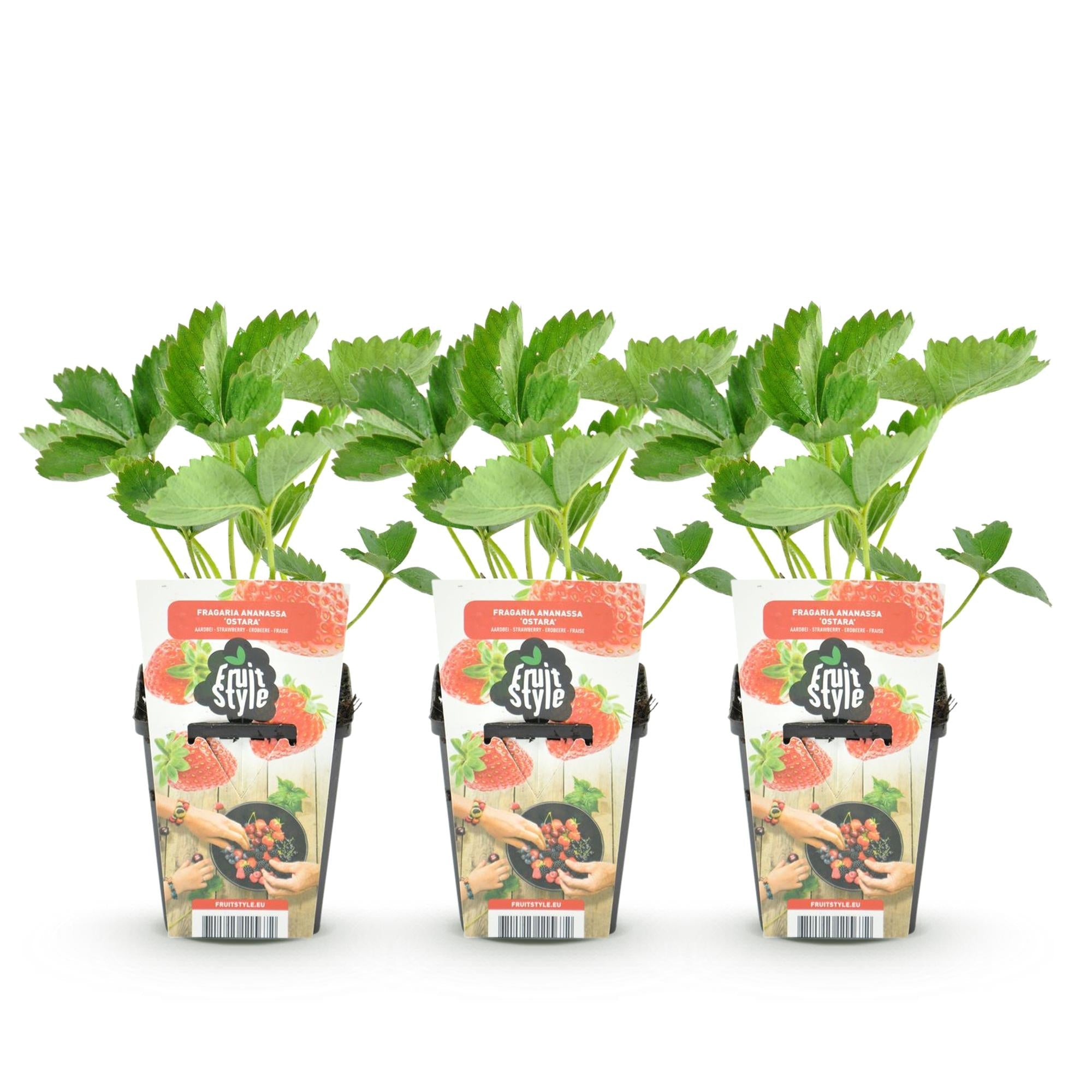 Erdbeere Fragaria Maxim winterhart Ø9cm Höhe30cm – Rote Erdbeere für Beet Balkon & Topf – Pflegeleichte Obstpflanze mit süßem Aroma
