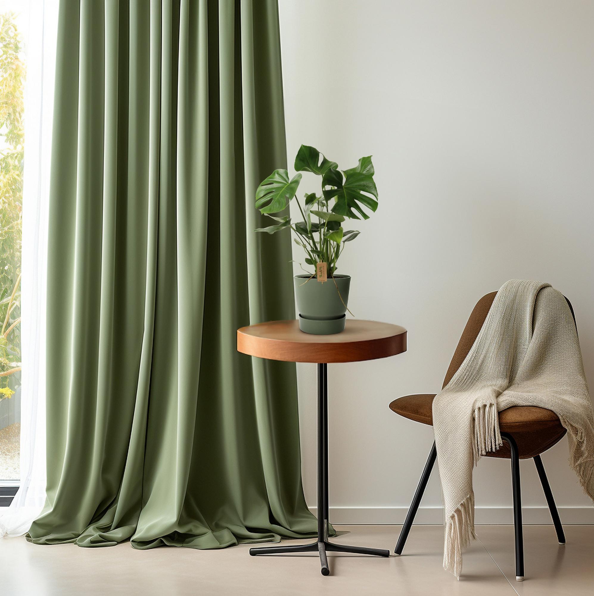 Monstera Deliciosa – Schweizer Käsepflanze – Zimmerpflanze ca. 60cm hoch – Ø21cm – Tropische Blattschmuckpflanze mit Luftreinigender Wirkung – Pflegeleicht & dekorativ – Plant