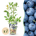 Blaubeere Vaccinium corymbosum Bluecrop winterhart 3 Pflanzen Ø9cm Höhe 30cm – Ertragreiche Heidelbeere für Garten Balkon & Terrasse