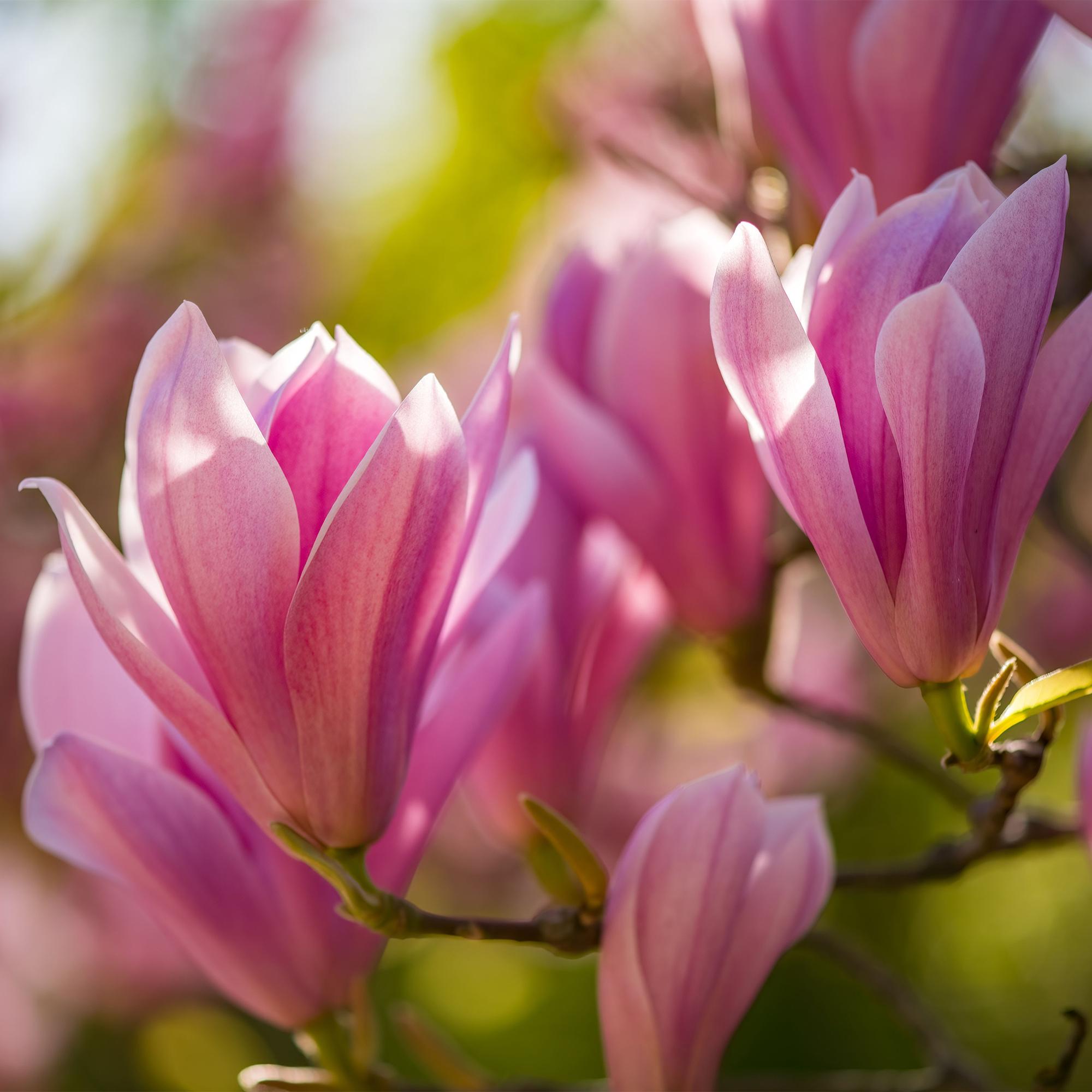 Magnolia Heaven Scent – 12cm – Höhe ca. 30cm – Laubabwerfende Magnolie mit zart duftenden cremeweißen Frühlingsblüten – Plant