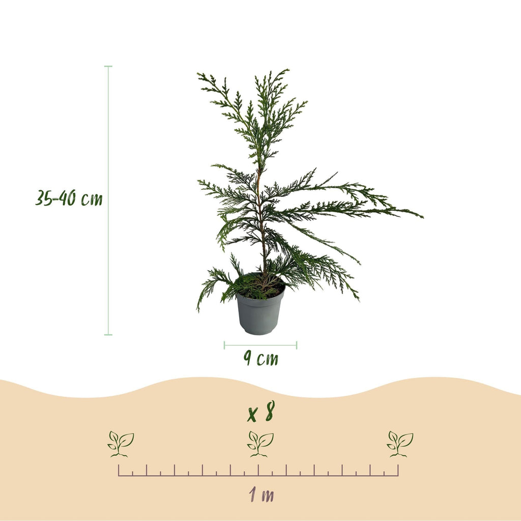 Leyland – Zypresse Cupressocyparis leylandii – Immergrüne Heckenpflanze – 8 Pflanzen – 1m – 9cm Höhe 35-40cm – Schnellwachsend & Pflegeleicht – Plant