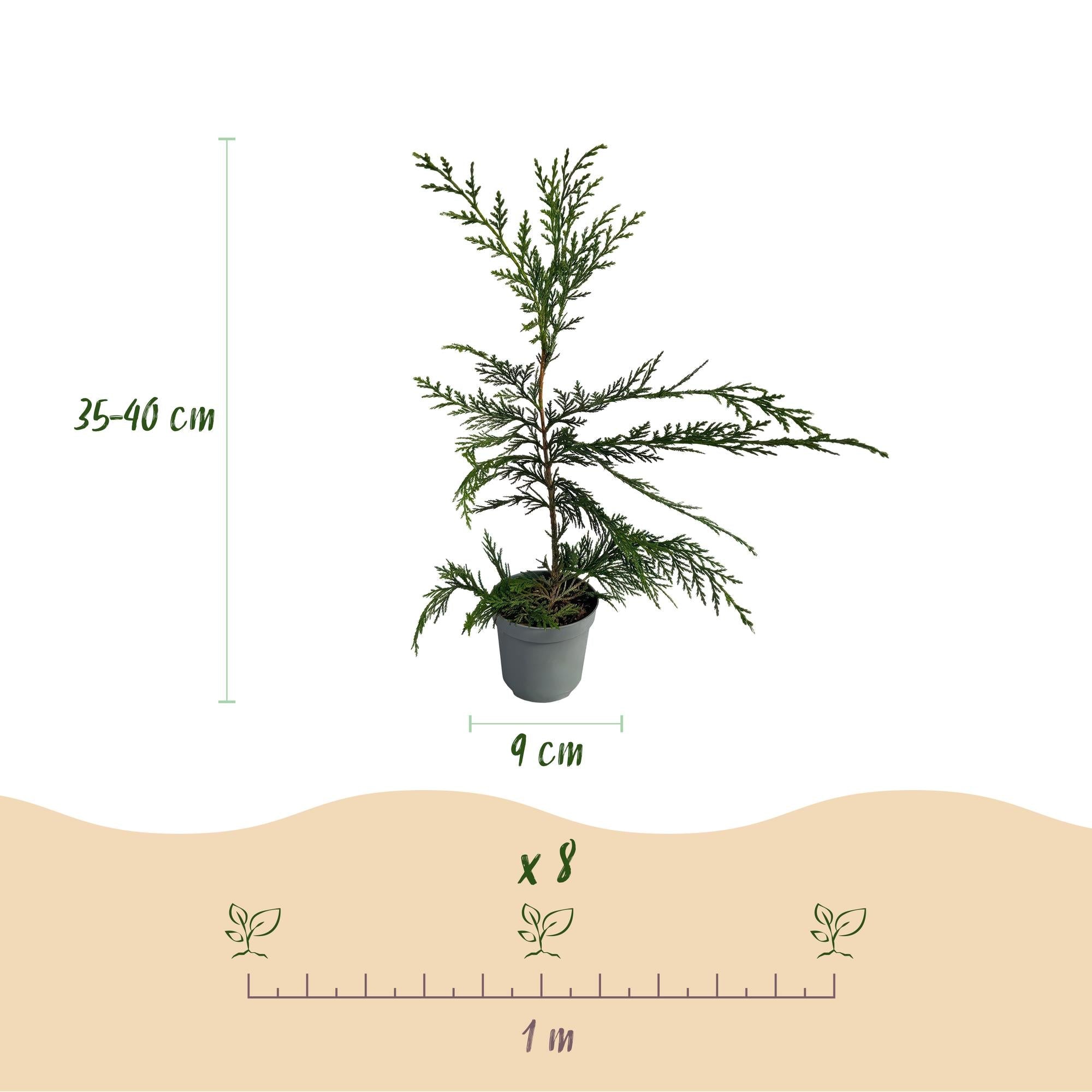 Leyland – Zypresse Cupressocyparis leylandii – Immergrüne Heckenpflanze – 8 Pflanzen – 1m – 9cm Höhe 35-40cm – Schnellwachsend & Pflegeleicht – Plant