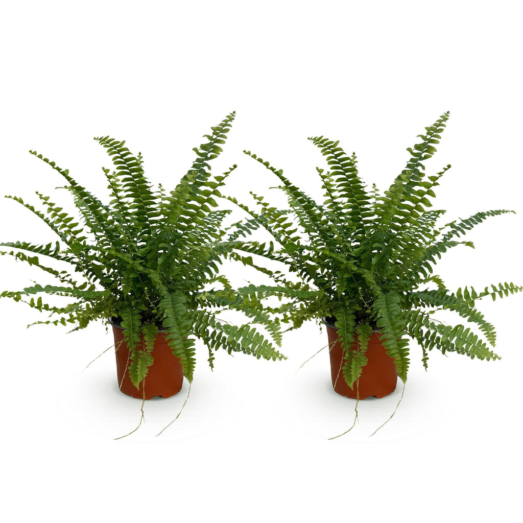 Nephrolepis exaltata Green Lady – 2 Pflanzen Set – Ø12cm Höhe 28-30cm – Schwertfarn mit üppigem Blattwerk – Haustierfreundliche Zimmerpflanze