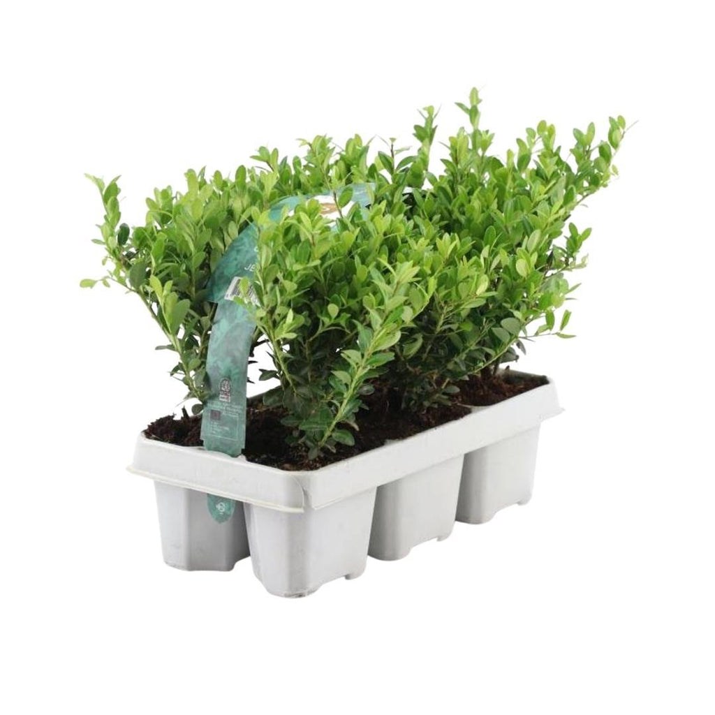 Ilex crenata 'Jenny' – Stechpalme Sträucher – Ø7cm – ↕15cm – 6 Pflanzen – Immergrün, Pflegeleicht & Winterhart – Buchsbaum – Alternative – Plant