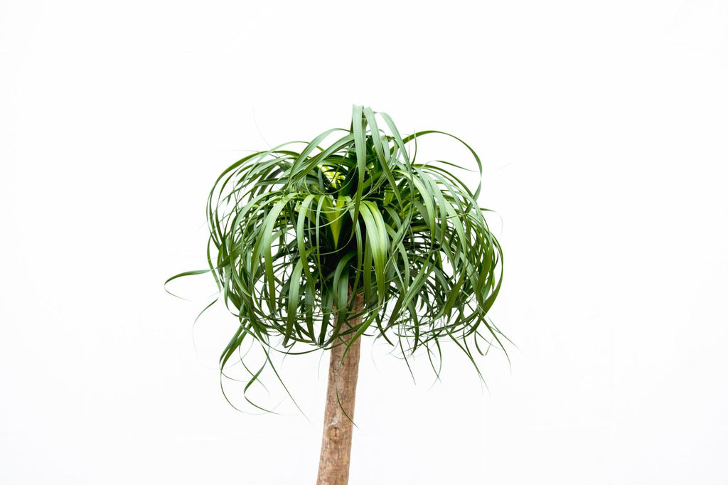 Beaucarnea XXL – ca.180-200cm Zimmerpflanze – Elefantenfuß mit markantem Stamm – Exklusive Großpflanze für Wohnzimmer Büro & Empfangsbereiche