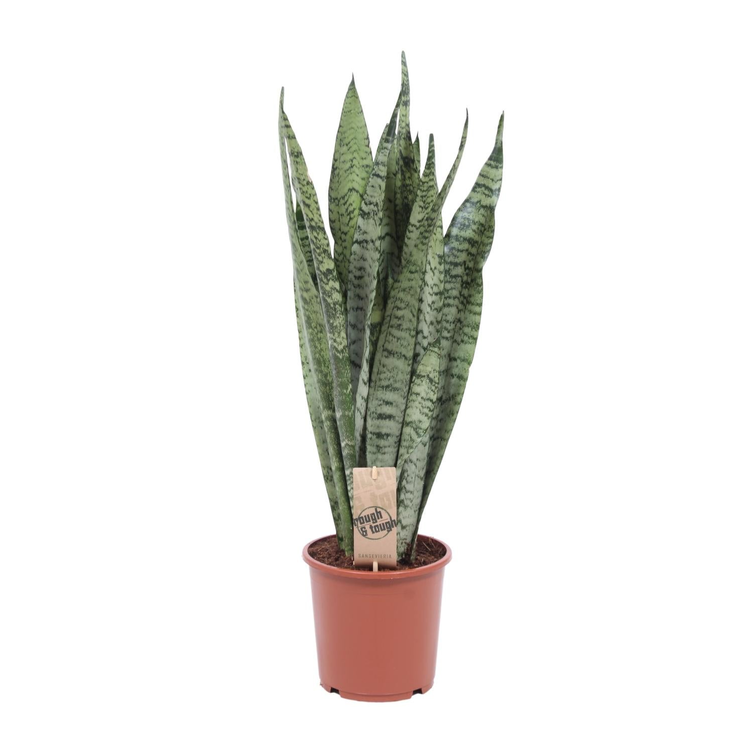 Bogenhanf Sansevieria Zeylanica – 70cm Ø17cm – Pflegeleichte Schwiegermutterzunge mit schlanken Blättern – Robuste Grünpflanze – Plant