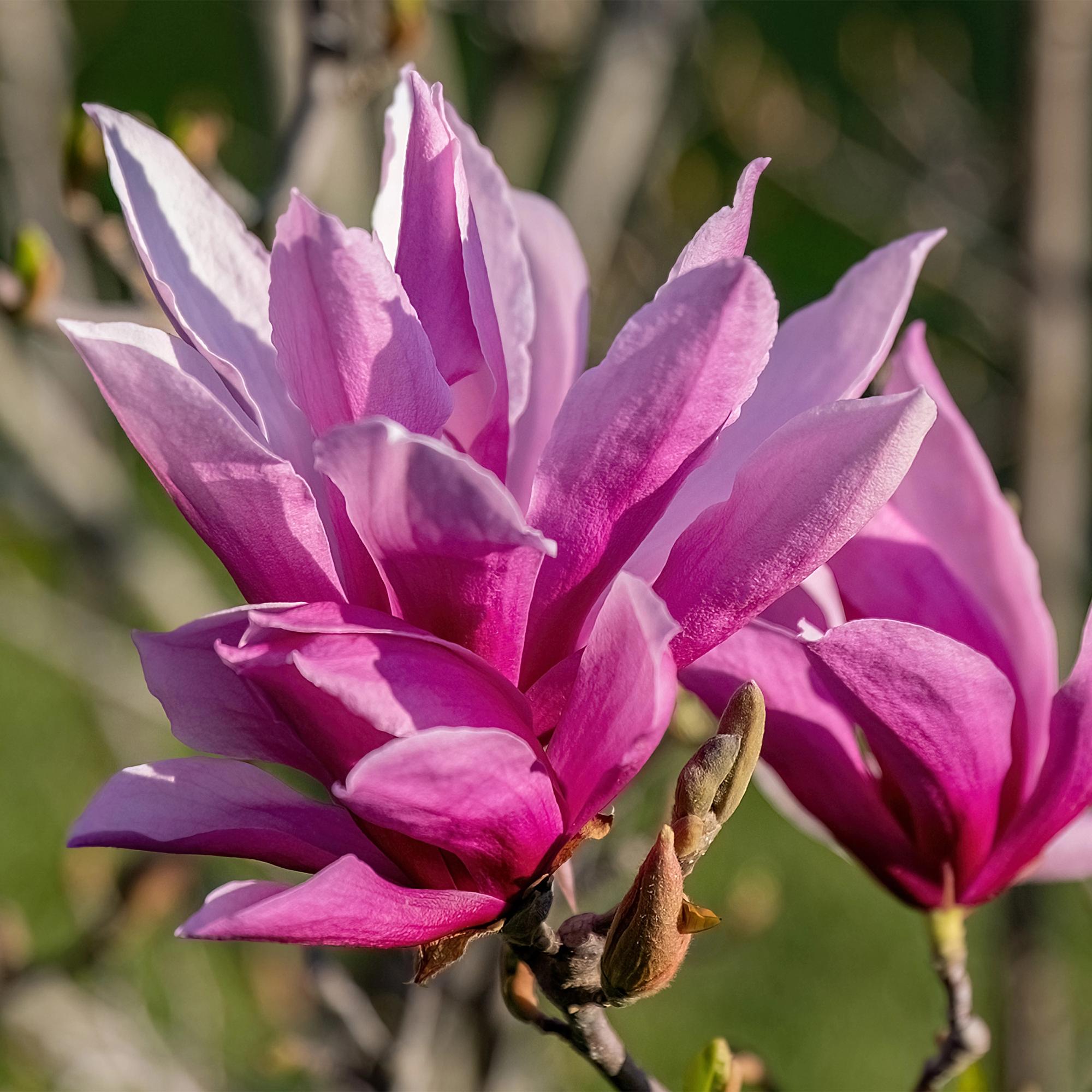Magnolia liliiflora Nigra – 12cm – Höhe ca. 30cm – Laubabwerfende Magnolie mit tief lila Frühlingsblüten – Pflegeleicht für Beet, Balkon & Terrasse – Plant