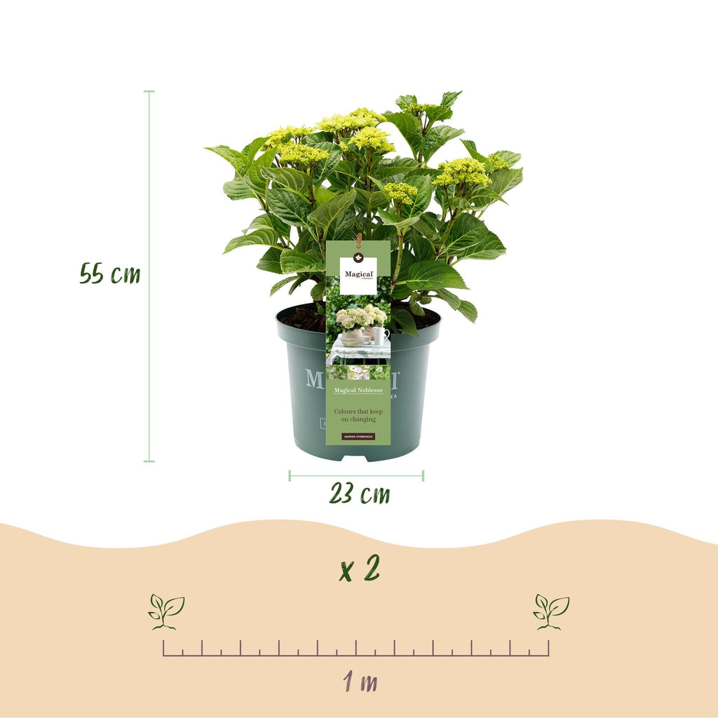 Hortensie Magical Noblesse – Hydrangea macrophylla – Weiß – Balkonpflanze – 23cm Ca. 55cm hoch – 6-10 Blüten – Für Balkon, Terrasse & Beet – Plant