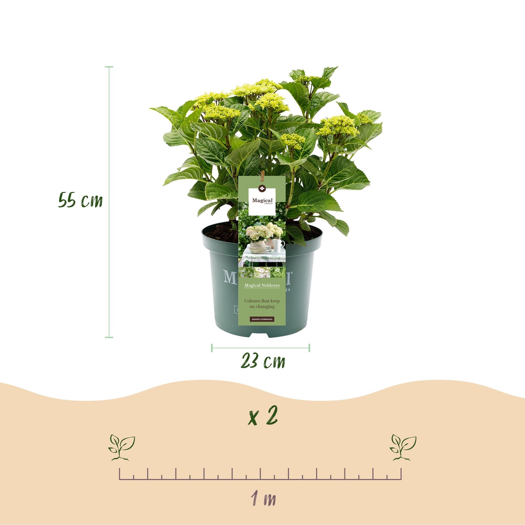 Hortensie Magical Noblesse – Hydrangea macrophylla – Weiß – Balkonpflanze – 23cm Ca. 55cm hoch – 6-10 Blüten – Für Balkon, Terrasse & Beet – Plant
