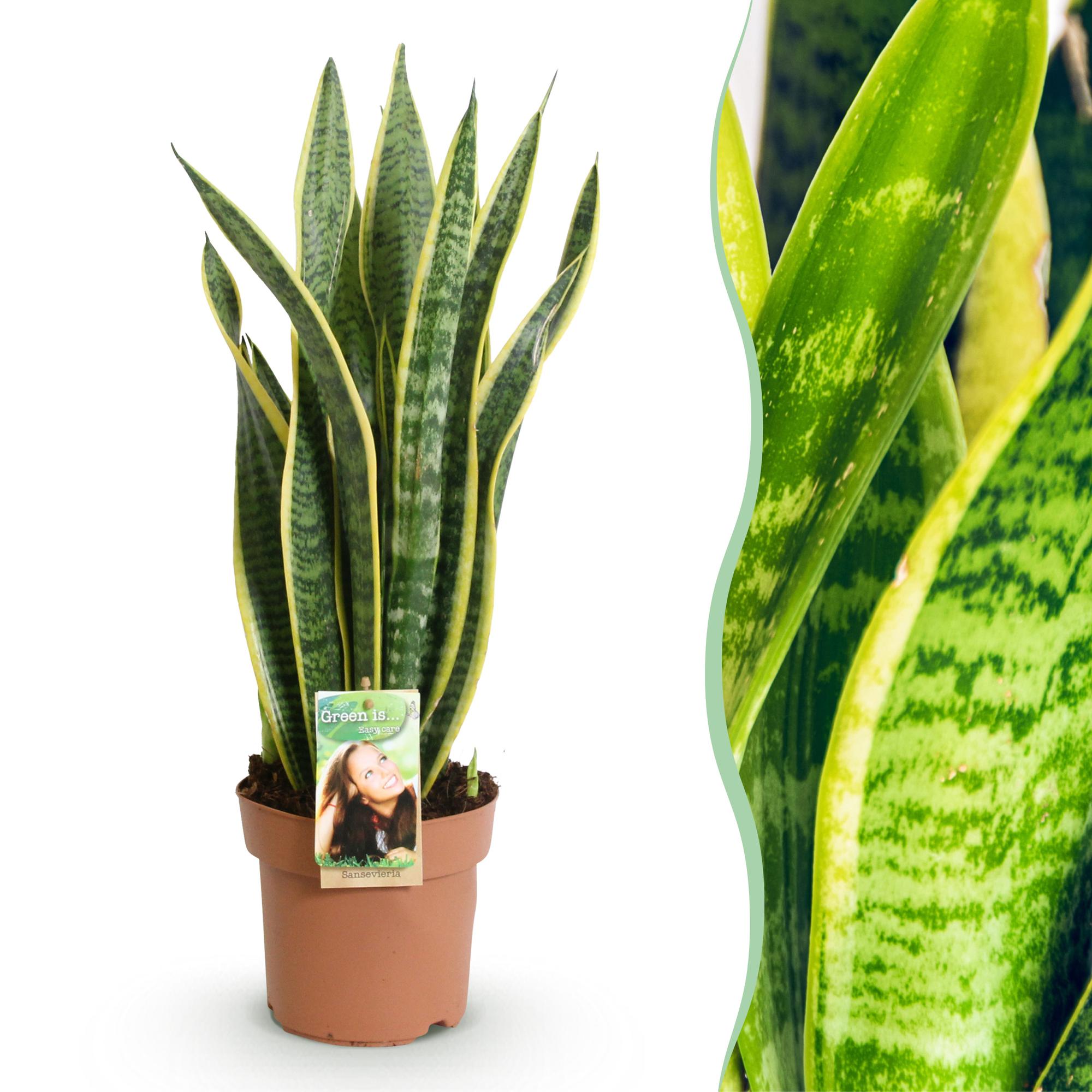 Sansevieria Laurentii – 60-70cm – 17cm – Pflegeleichte Schwiegermutterzunge in Grün – Gelb – Plant