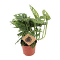 Fensterblatt – Monstera Monkey Leaf – Zimmerpflanze – Ø12cm – ↕30cm – Pflegeleicht & luftreinigend – Plant