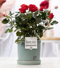 Rose Red im Keramiktopf – Ø12cm ↕30cm – Rote Rose im stilvollen Blumentopf – Elegante Zimmerpflanze & Geschenkidee – Symbol für Liebe & Leidenschaft – Plant