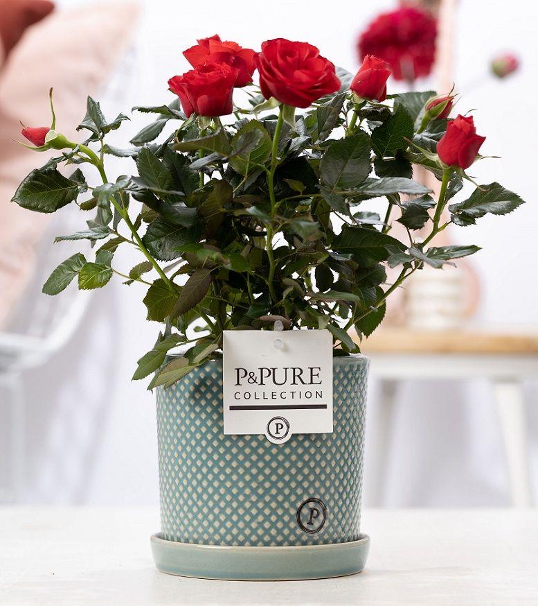 Rose Red im Keramiktopf – Ø12cm ↕30cm – Rote Rose im stilvollen Blumentopf – Elegante Zimmerpflanze & Geschenkidee – Symbol für Liebe & Leidenschaft – Plant