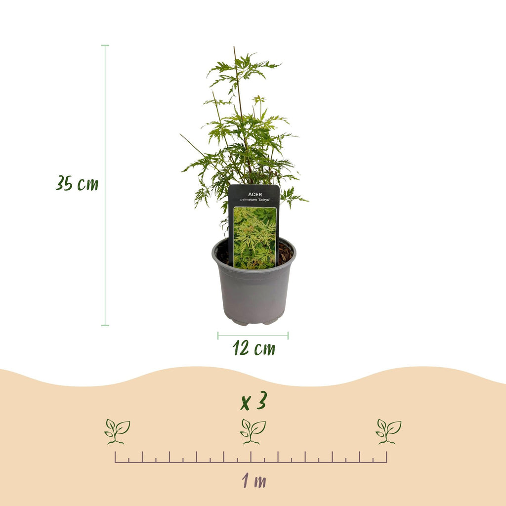 Ahorn Acer palmatum Seiryu – 12cm – Höhe ca. 35cm – Filigranes grünes Laub & leuchtende Herbstfarben – Laubabwerfender pflegeleichter Zierstrauch – Plant