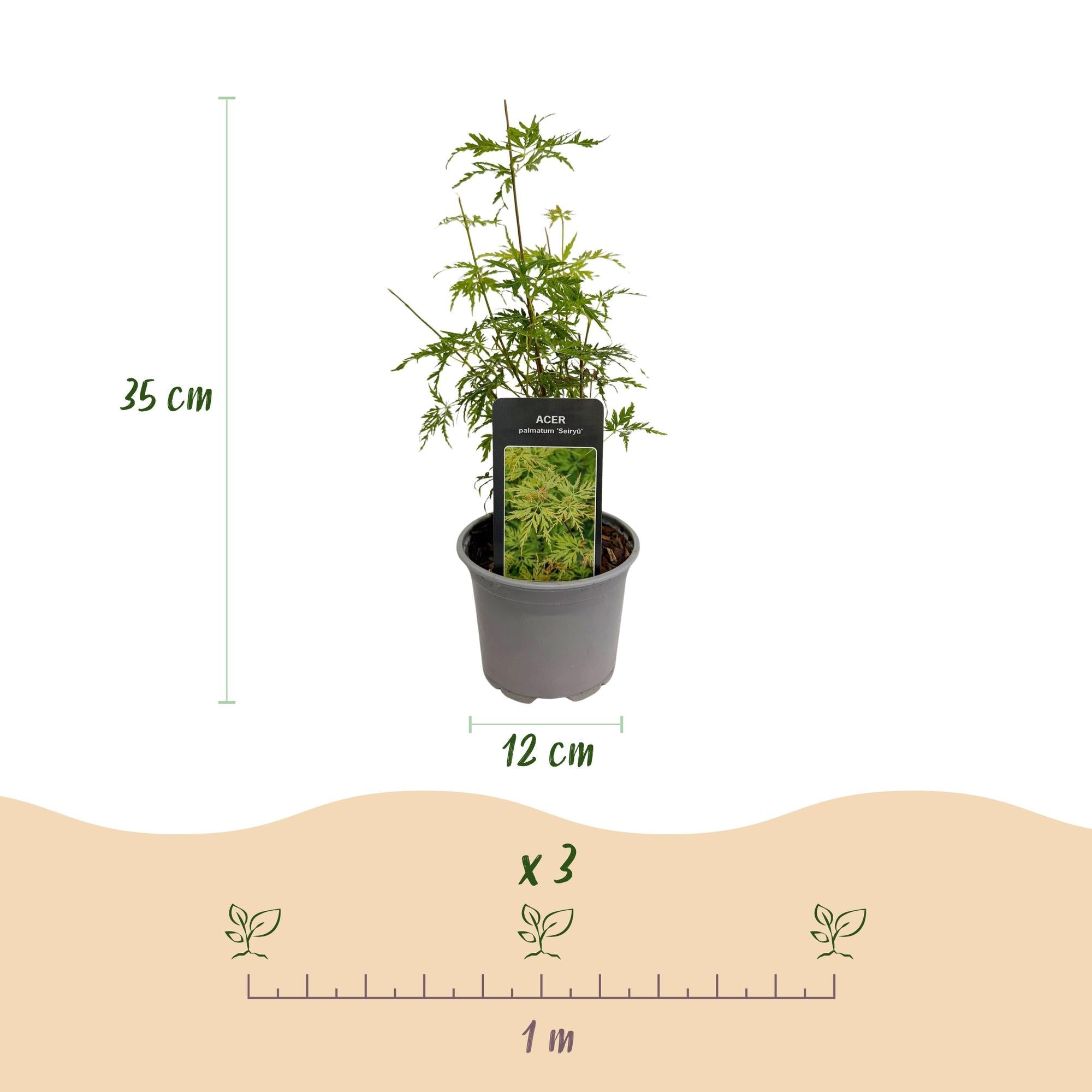 Ahorn Acer palmatum Seiryu – 12cm – Höhe ca. 35cm – Filigranes grünes Laub & leuchtende Herbstfarben – Laubabwerfender pflegeleichter Zierstrauch – Plant