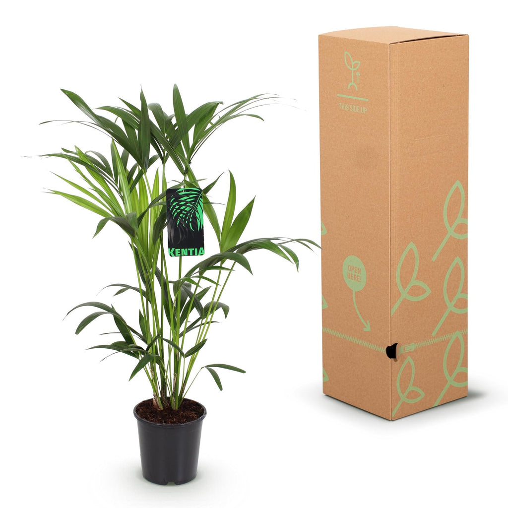 Howea Forsteriana Kentia Palme Zimmerpflanze mit grauem Topf Ø19cm Höhe 80-85cm Pflegeleichte exotische Grünpflanze für Wohnzimmer Büro Schlafzimmer