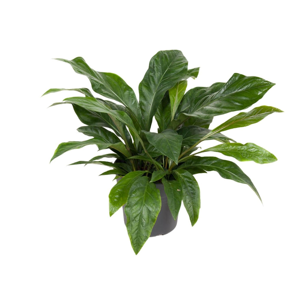 Flamingoblume – Anthurium Jungle Bush – Zimmerpflanze – Ø30 cm – ↕70 cm – Pflegeleicht – Leuchtendes Laub – Tropisches Flair – Plant