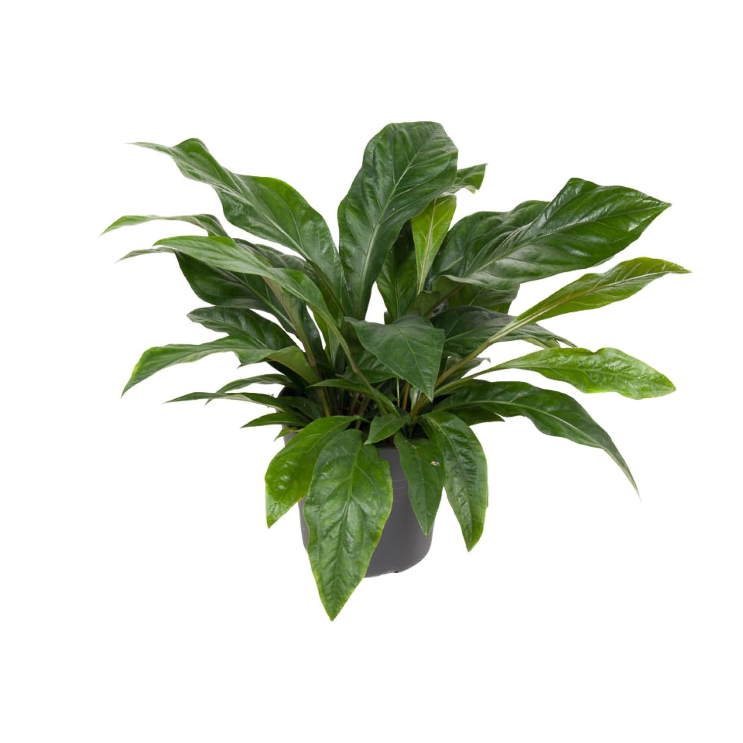 Flamingoblume – Anthurium Jungle Bush – Zimmerpflanze – Ø30 cm – ↕70 cm – Pflegeleicht – Leuchtendes Laub – Tropisches Flair – Plant