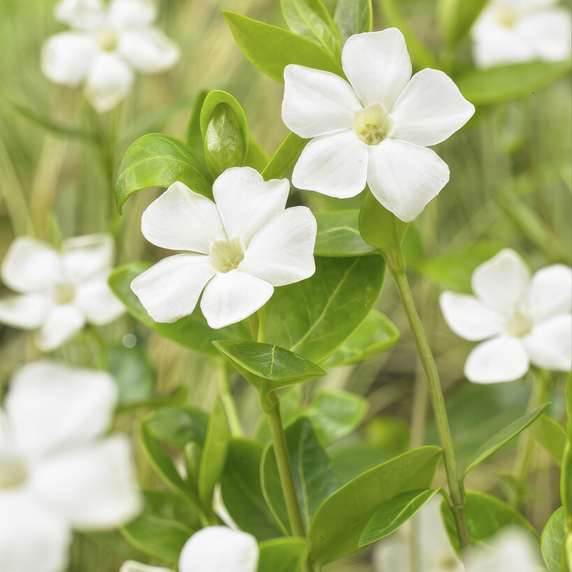 Großblättriges Immergrün Vinca major 'Alba' – Bodendecker – Ø9cm – ↕10-25cm – Weiße Blüten – pflegeleicht – Plant