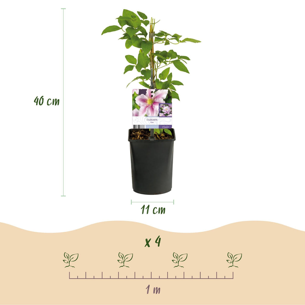 Kletterpflanze – Clematis Piilu – Rosa Blüten – 2 Pflanzen – 11cm – Höhe 40cm – Blüte Mai – September – Pflegeleicht & bienenfreundlich – Plant