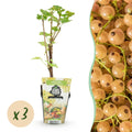 Weiße Johannisbeere Ribes rubrum Witte Hollander winterhart 3 Pflanzen Ø9cm Höhe30cm – Aromatische helle Beeren für Garten Beet Balkon & Terrasse