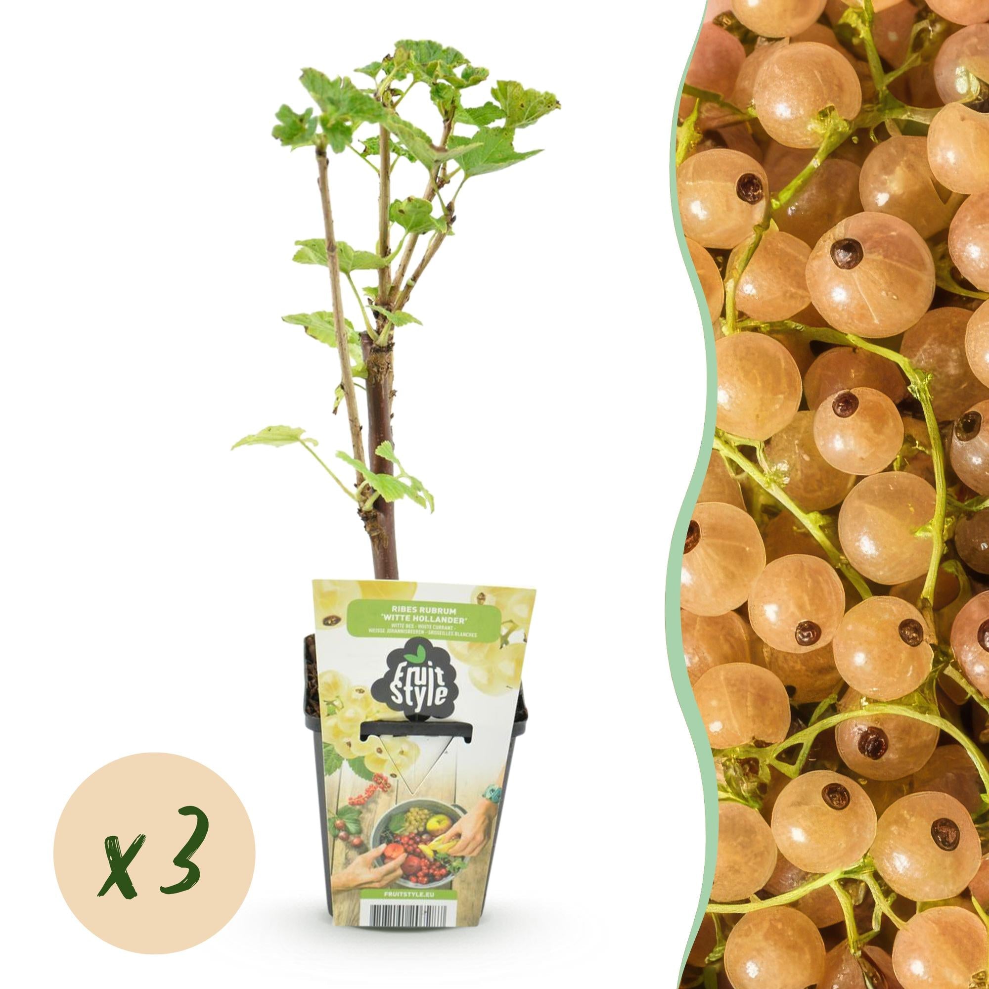 Weiße Johannisbeere Ribes rubrum Witte Hollander winterhart 3 Pflanzen Ø9cm Höhe30cm – Aromatische helle Beeren für Garten Beet Balkon & Terrasse