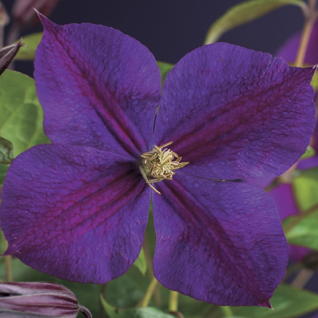 Kletterpflanze Clematis Star of India – Tiefblaue Blüten – 2 Pflanzen – 11cm x H40cm – Pflegeleicht & Winterhart – Ideal für Garten, Balkon & Pergolen – Plant