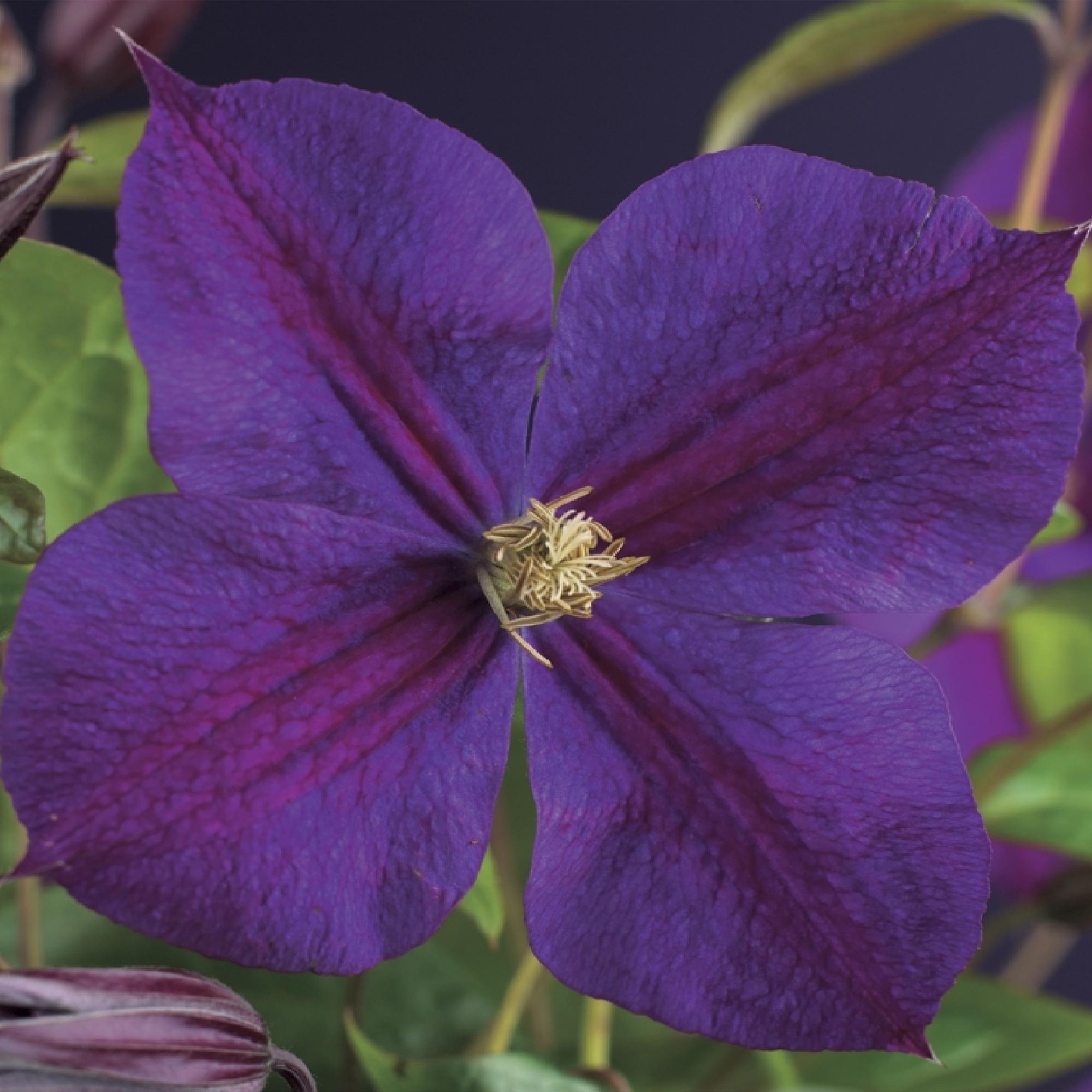 Kletterpflanze Clematis Star of India – Tiefblaue Blüten – 2 Pflanzen – 11cm x H40cm – Pflegeleicht & Winterhart – Ideal für Garten, Balkon & Pergolen – Plant