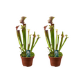 Schlauchpflanze Judith Hindle – 2 Pflanzen – Sarracenia – Ø12cm – ca. 30cm hoch – Fleischfressende Pflanze mit farbigen Schläuchen – Exotisch, pflegeleicht & insektenfangend – Plant