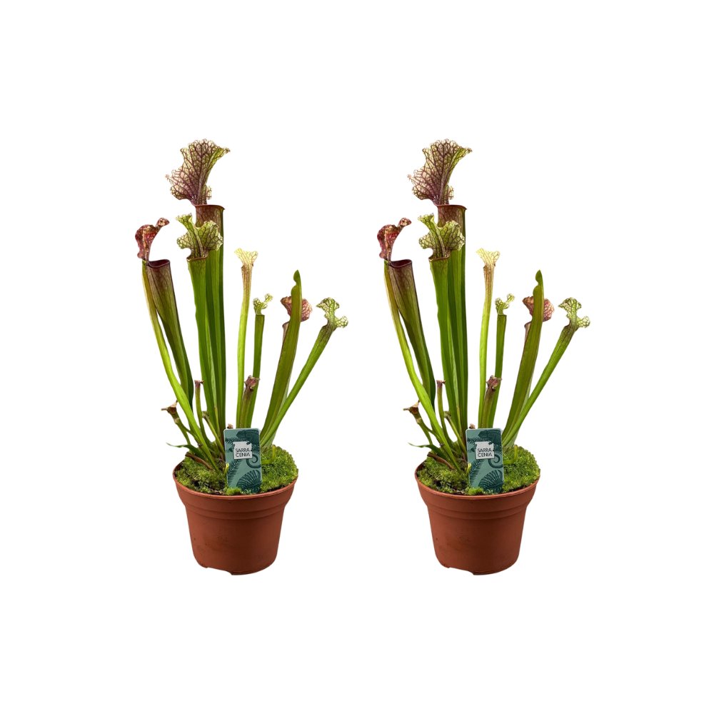 Schlauchpflanze Judith Hindle – 2 Pflanzen – Sarracenia – Ø12cm – ca. 30cm hoch – Fleischfressende Pflanze mit farbigen Schläuchen – Exotisch, pflegeleicht & insektenfangend – Plant