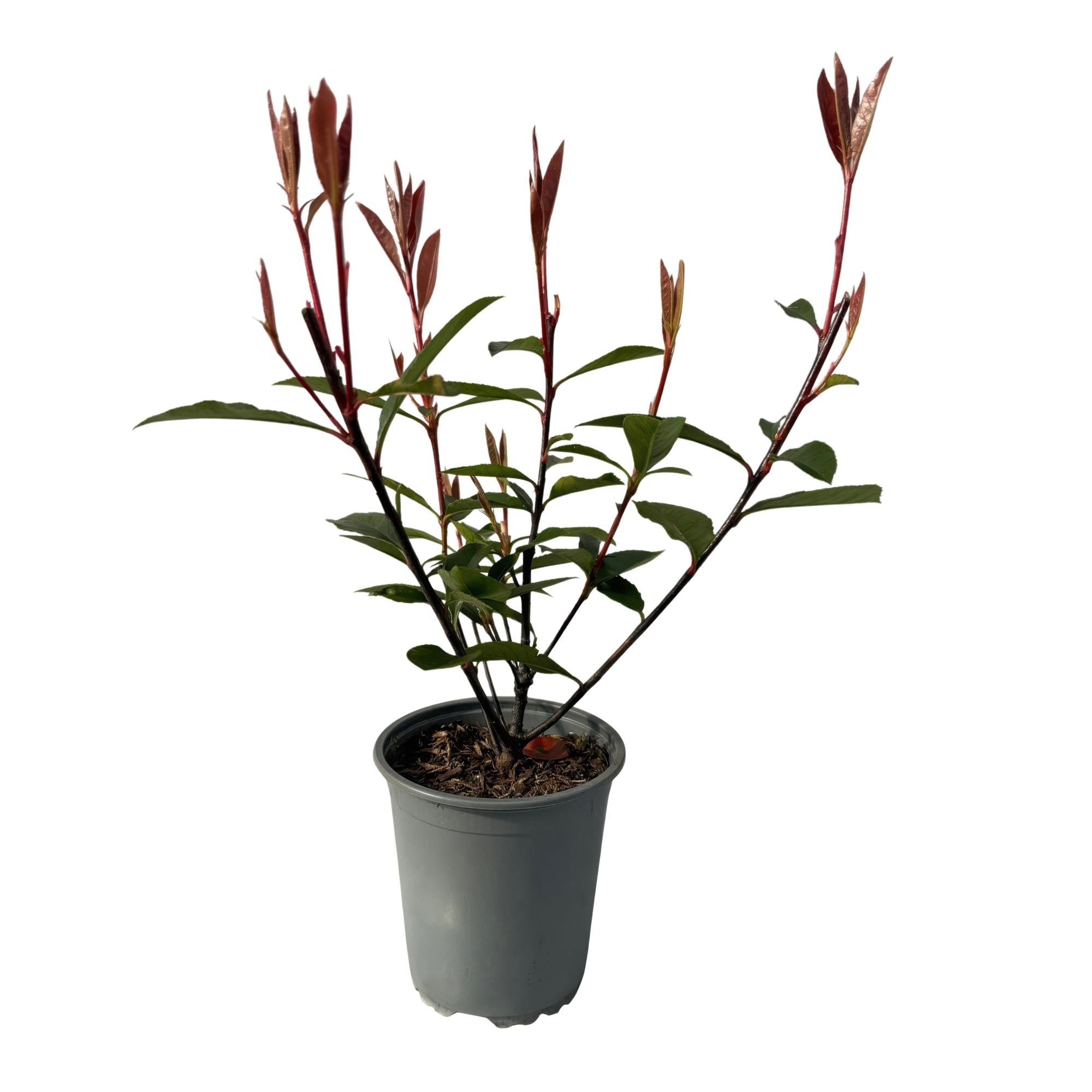 Glanzmispel Photinia fraseri Carre Rouge – Immergrüne Heckenpflanzen – 8 Pflanzen – 1m – 9cm Höhe 30-35cm – Rote & grüne Blätter – Pflegeleicht – Plant
