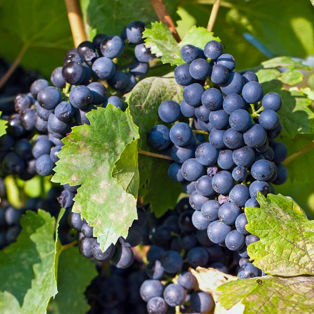 Weinrebe – Blaue Traube – Vitis vinifera Regent – Obstpflanze – 2 Pflanzen – 15cm – Höhe ca. 50cm – Plant