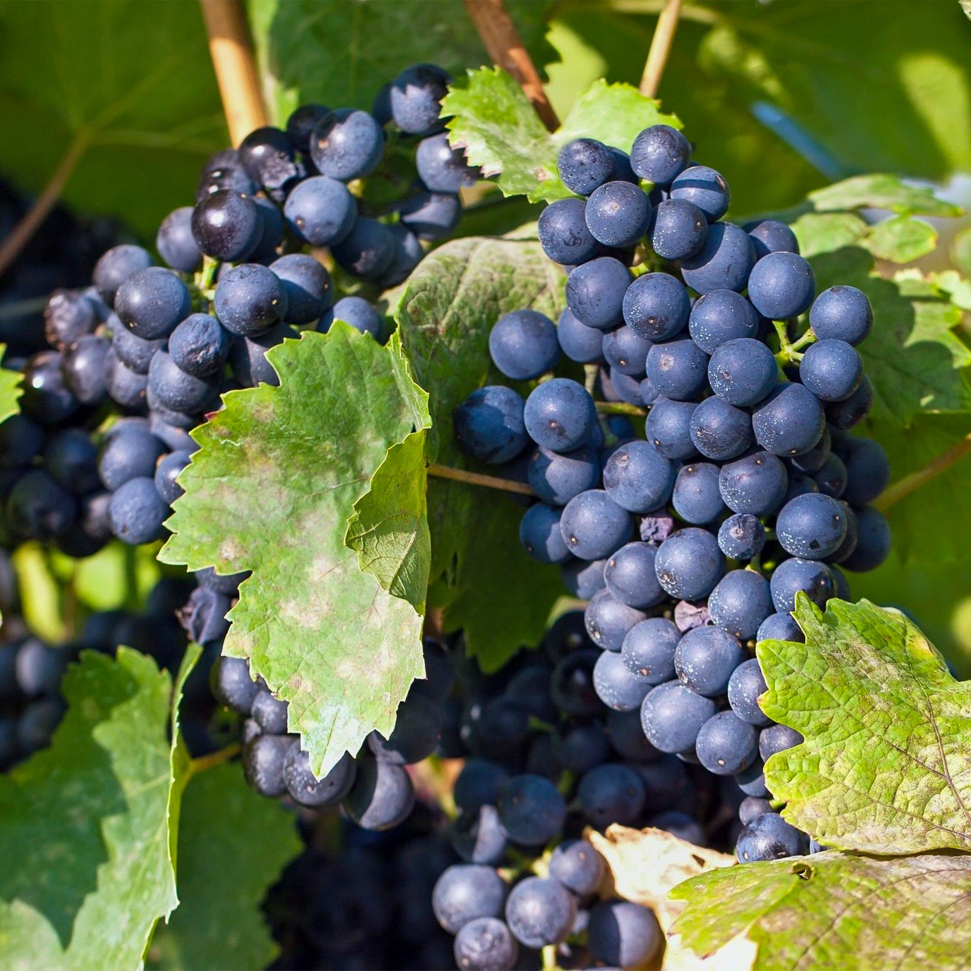 Weinrebe – Blaue Traube – Vitis vinifera Regent – Obstpflanze – 2 Pflanzen – 15cm – Höhe ca. 50cm – Plant