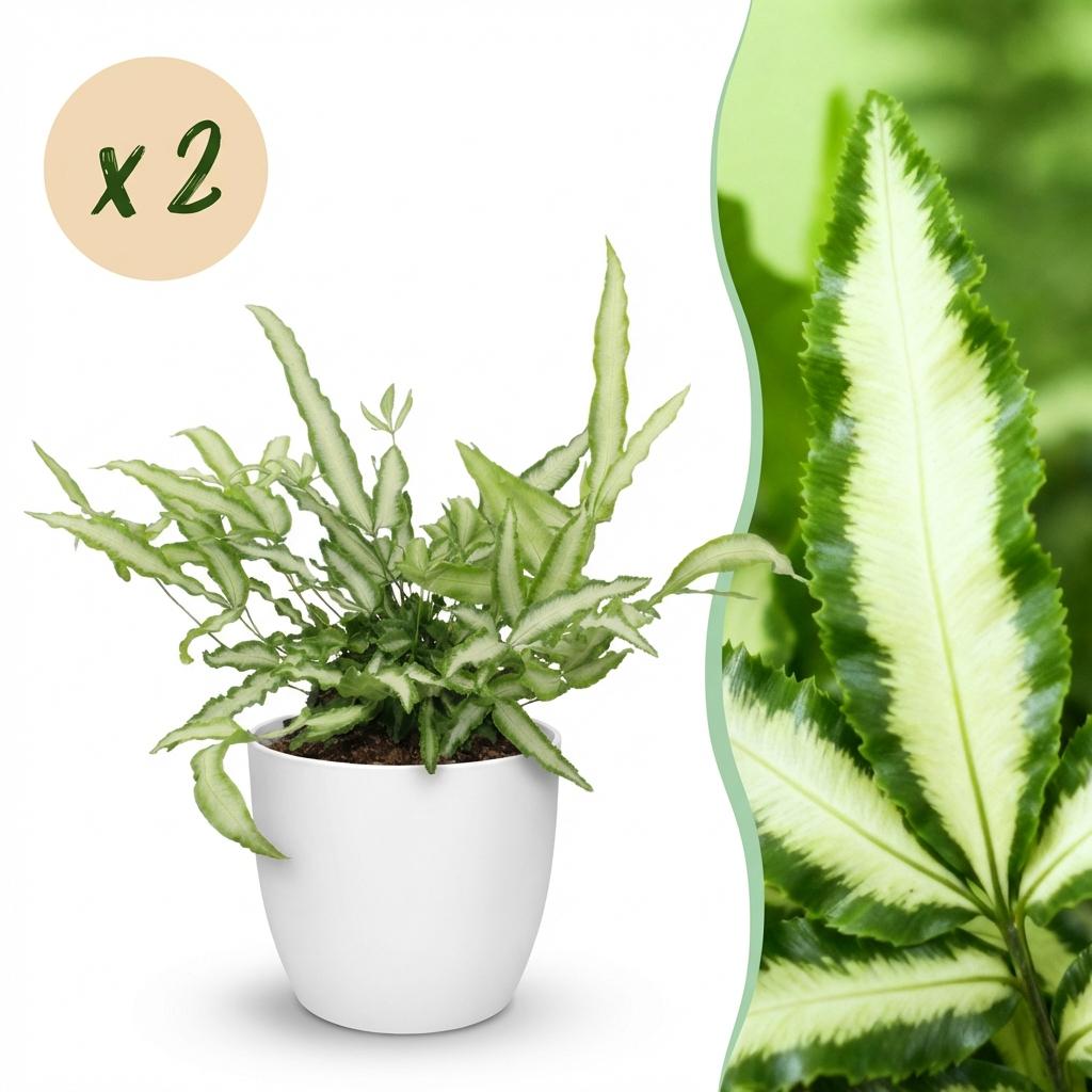 Pteris cretica Albolineata 2er Set Pflanzen Mit Weißem Topf Ø12cm Höhe ca.20cm Schwertfarn Haustierfreundlich Pflegeleicht Grünpflanzen Für Zimmer