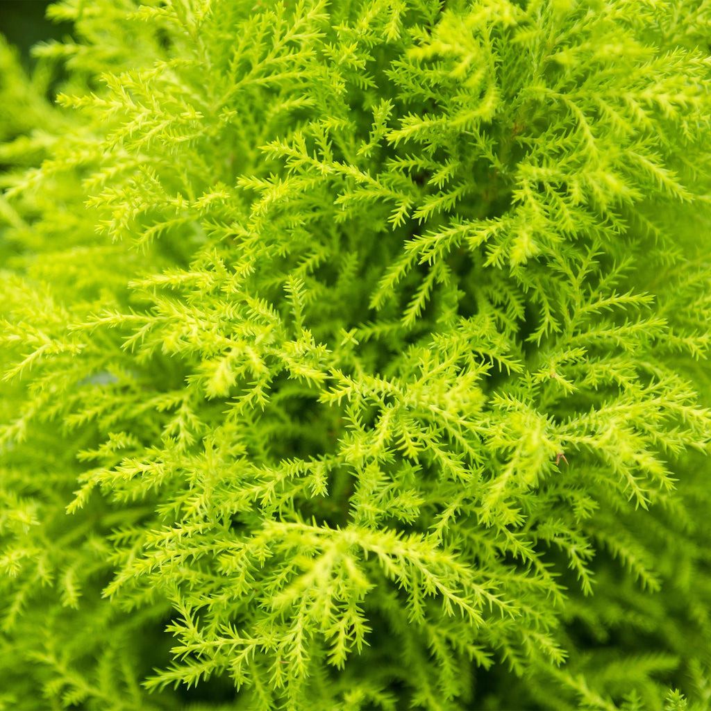 Cupressus Gold Crest Wilma Zimmerpflanze Mit Grauem Topf Ø21cm Höhe ca.85-95cm Zimmerkonifere Pflegeleicht Grünpflanze für Zimmer & Büro & Innenraum