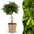 Schefflera Gold Capelle – 70-80cm – 21cm inkl. Naturkorb – Pflegeleichter Fingerbaum – Grün – Goldenes Blattwerk – Plant