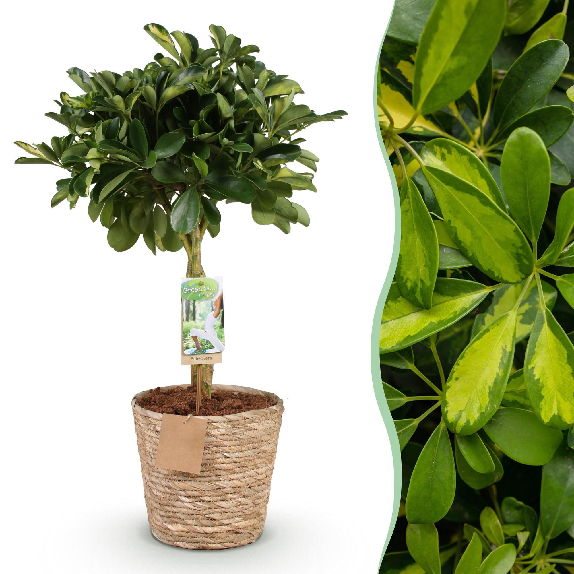 Schefflera Gold Capelle – 70-80cm – 21cm inkl. Naturkorb – Pflegeleichter Fingerbaum – Grün – Goldenes Blattwerk – Plant