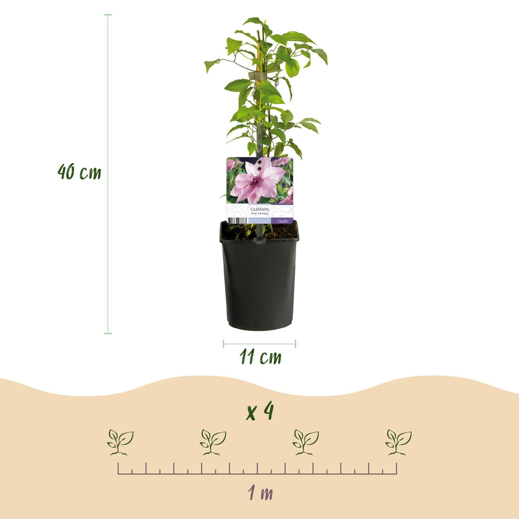 Kletterpflanze Clematis Pink Fantasy – Rosa Blüten – Wenig Pflege – 2 Pflanzen – 11cm Höhe 40cm – Für Garten, Terrasse & Pergolen – Plant