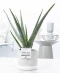 Aloe Vera im Topf – Ø12cm ↕45cm – Pflegeleichte, luftreinigende Zimmerpflanze im eleganten Jade – Keramiktopf – Natürliches Deko