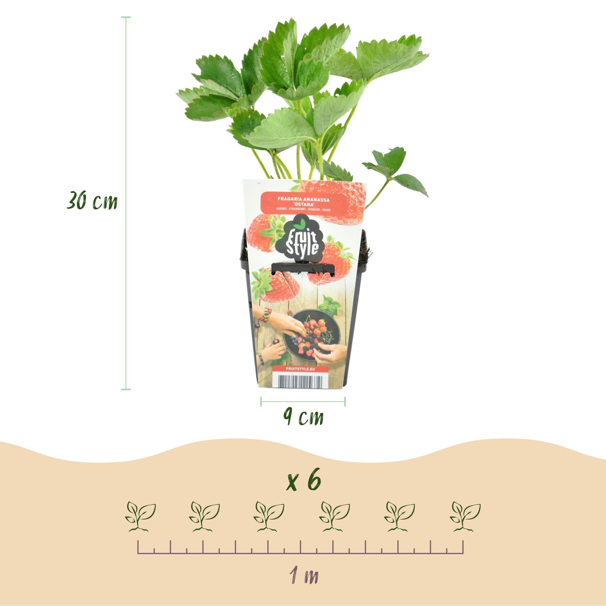 Erdbeere Fragaria Maxim winterhart Ø9cm Höhe30cm – Rote Erdbeere für Beet Balkon & Topf – Pflegeleichte Obstpflanze mit süßem Aroma
