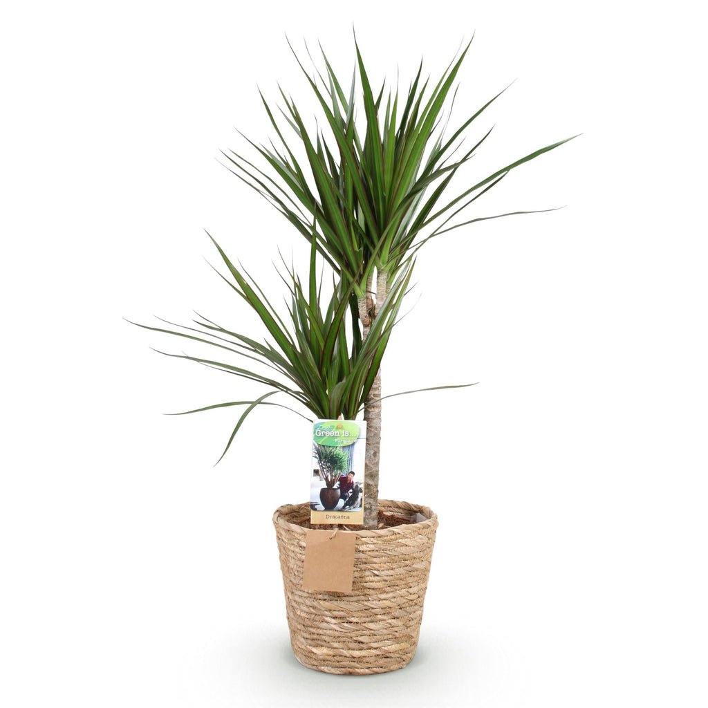 Dracaena Marginata – 90-100cm – 21cm inkl. Naturkorb – Pflegeleichter Drachenbaum – Grün mit rotem Rand – Plant